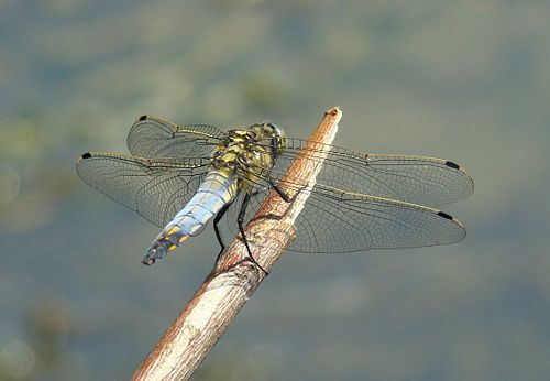 Orthetrum cancellatum resting