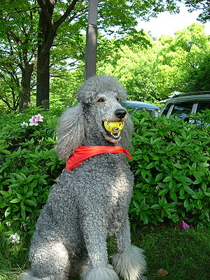 Standard Poodle.JPG