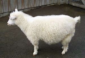 GoatPygoraOregonZoo.jpg