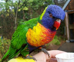 A Swainson's lorikeet.