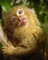 Pygmy marmoset Cebuella pygmaea