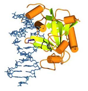 H volcanii dna repair enzyme.jpg