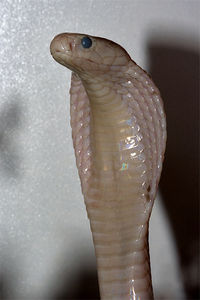 Javan spitting cobra