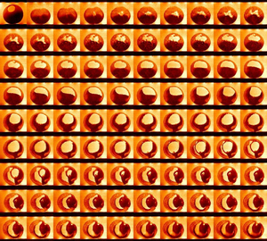 Magnetic resonance microscopy montage embryo.png