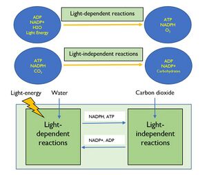 Photosynthesis -3.JPG