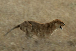 Serengeti Lion Running1.jpg