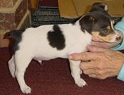 Breeder checking Tri-colour male mini fox terrier puppy clip.jpg