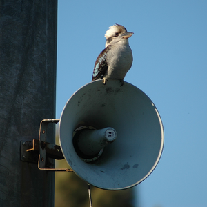 Laughing Kookaburra (Dacelo novaeguineae).png