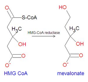 Mevalonate synthesis.jpg