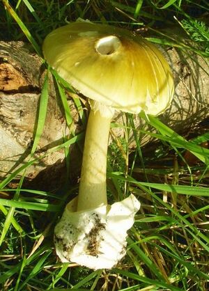 430px-Amanita phalloides.jpg