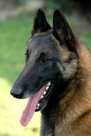 Belgian Malinois 01.jpg