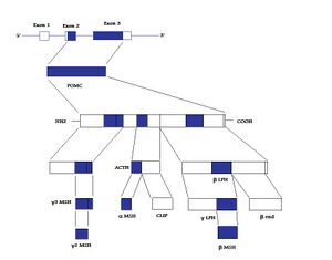 POMC structure.jpg