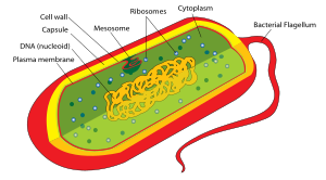 Prokaryote cell diagram.svg