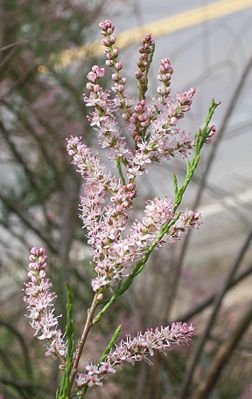 Flowers on a Santa Cruz cypress.