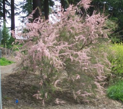 Smallflower tamarisk