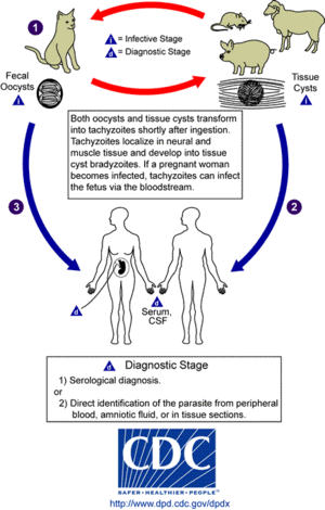 Toxoplasma LifeCycle.gif