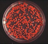 S. marcescens on an agar plate.