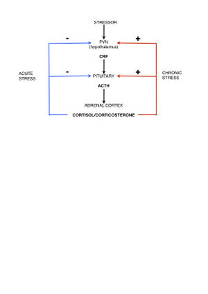 A&O diagram 2.jpg