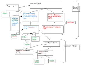 Dopamine pathway.jpg