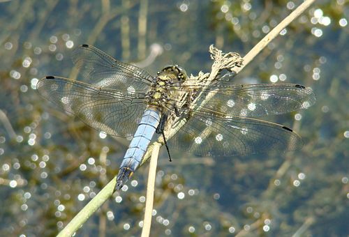 Orthetrum cancellatum resting