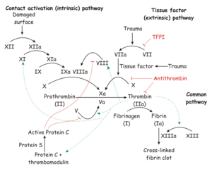 750px-Coagulation full.svg.png