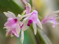 Scaphyglottis stellata