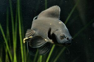 BlackCommonGoldfish.jpg