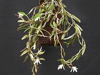 Loefgrenianthus blanche-amesiae