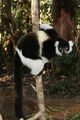 Black and white ruffed lemur Varecia variegata variegata