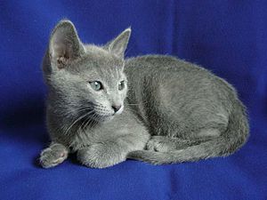 Russian Blue kitten.jpg