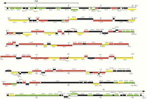 Myxoma Genome.jpg