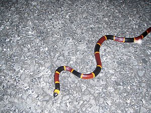 Coral Snake, NPSPhoto (9257805708).jpg