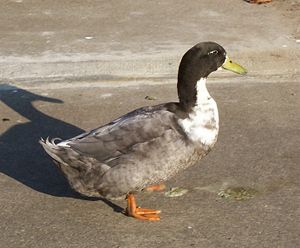 I don't know what this is either, but it was so kind to pose for me.