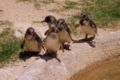 Little Penguins at the National Zoo & Aquarium, Canberra, Australia, from where Linus Trovalds stated he caught "penguinitis" after being nibbled by one.