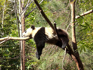 Baby-panda-tree.jpg