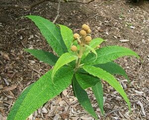 BuddleiaGlobosaSeedlingMitchell.jpg