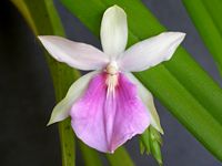 Miltonia × cogniauxiae