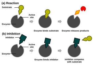 Competitive inhibition.svg