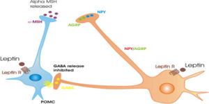 LeptinactiononPOMCneurones.jpg