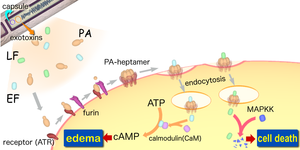 Anthraxtoxins diagram en.png