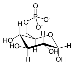 Glucose-6-phosphate-skeletal.png