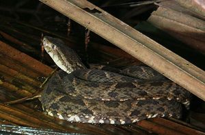 Bothrops asper (3).jpg