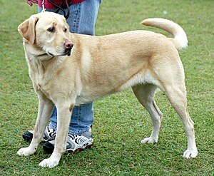 YellowLabradorLooking.jpg