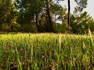 Fields of gold.jpg