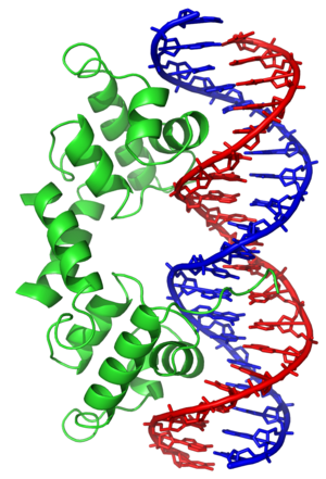 Lambda repressor 1LMB.png