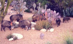 Javelina Family2.jpg