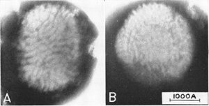 Myxoma virus.jpg