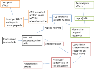 Indirect pathway.png