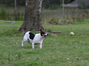 Rat-Terrier-at-DWP.jpg