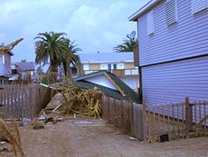 An intact spare roof, with all shingles, is found in debris on Jamaica Inn Road in Jamaica Beach on Galveston Island.